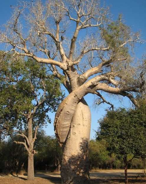 Madagascar : partir à la découverte du baobab amoureux