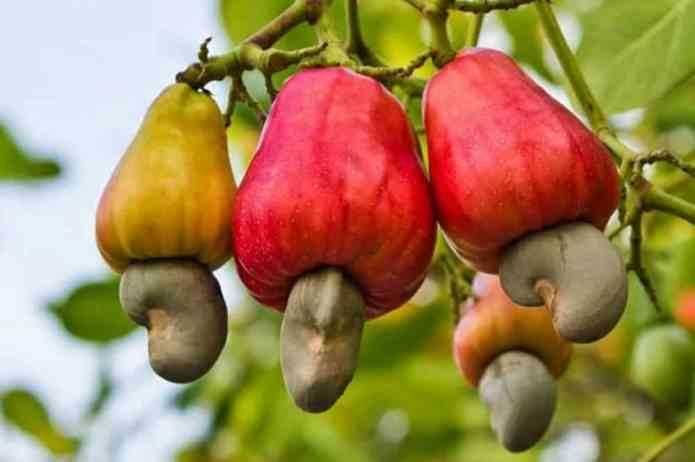 Transformation de noix de cajou au Bénin : Fludor vers la faillite