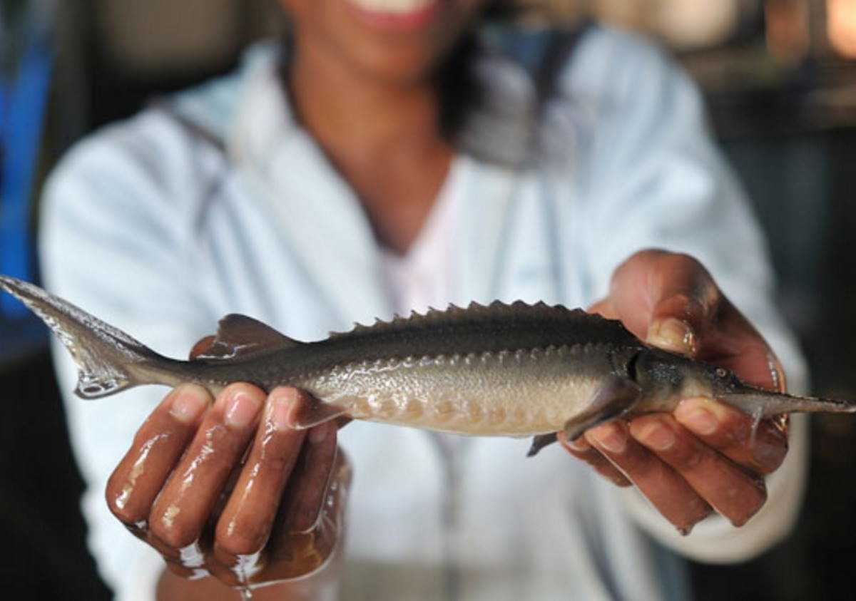 Rova : le caviar malagasy à la conquête du marché international