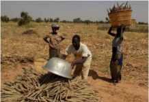 Face au Covid-19, un plan robuste est nécessaire pour sécuriser les producteurs ouest-africains