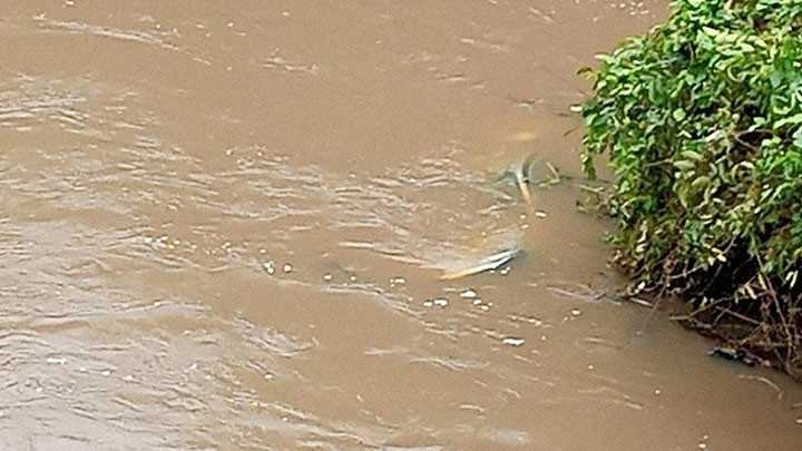 Côte d'Ivoire : un corbillard plonge dans le fleuve Kanh, le chauffeur sauvé in-extrémis