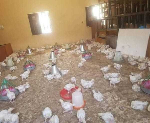 Insolite, Nigeria : une salle de classe transformée en poulailler !