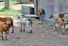 Côte d’Ivoire : les chiens errants sèment la terreur à Ferké