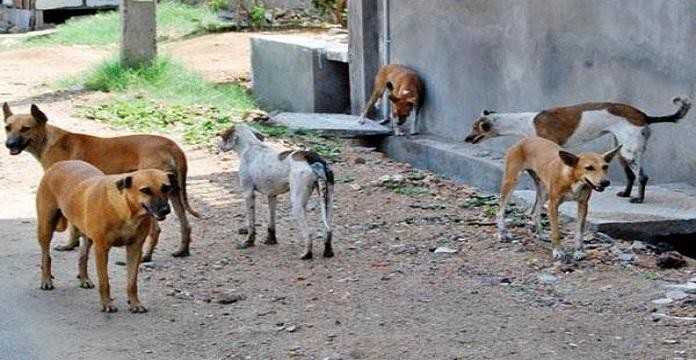 Côte d'Ivoire : les chiens errants sèment la terreur à Ferké