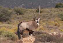 Polémique au Sénégal après le transfert mortel de deux gazelles Oryx dans la ferme du ministre de l’Environnement