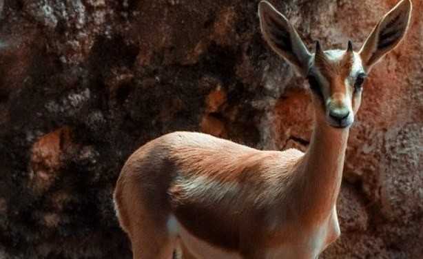 Niger : des braconniers arrêtés pour avoir abattu des gazelles dorcas