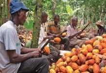 Côte d’Ivoire : la hausse historique du prix du cacao fait réagir