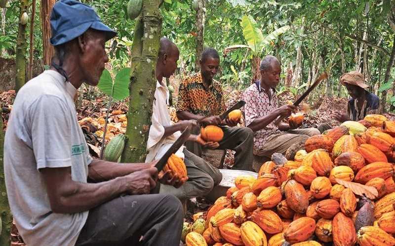 Ghana : les producteurs de cacao gagneront 21% en 2021