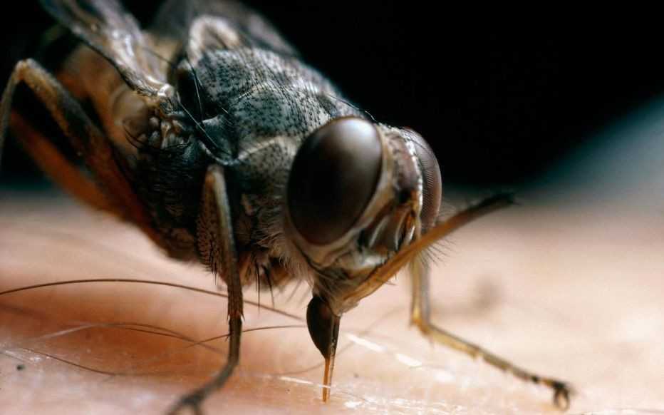 Comment le Togo a vaincu «la maladie du sommeil»