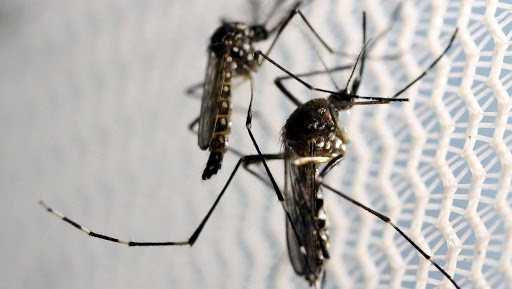 Tchad : le Chikungunya fait rage