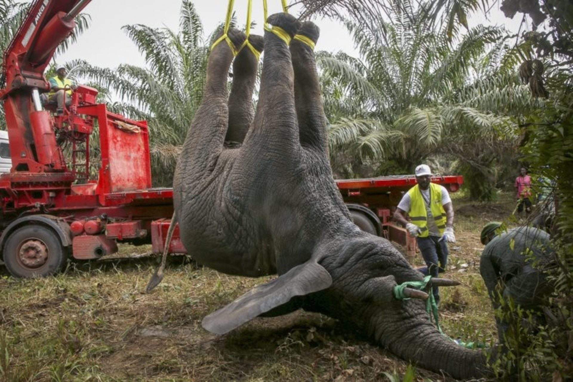 Côte d’Ivoire : «Hamed» l’éléphant sauvage bientôt de retour au zoo