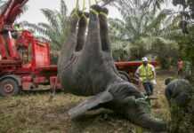 Côte d’Ivoire : «Hamed» l’éléphant sauvage bientôt de retour au zoo !