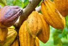 Ghana : COCOBOD se mobilise pour améliorer la production de cacao