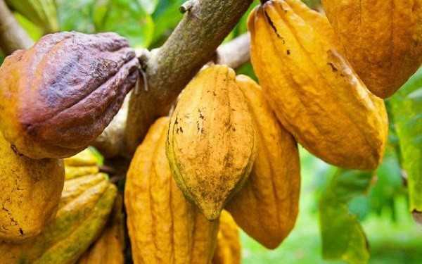 Ghana : COCOBOD se mobilise pour améliorer la production de cacao