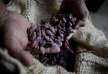 Ghana : l’or et le cacao poussent les exportations à 8 736 milliards FCFA