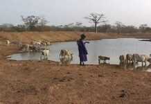 Centrafrique : la fièvre de la vallée du Rift frappe à Ngaoundaye