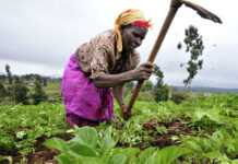 Ghana : l’agriculture, l’épine dorsale de toute l’économie