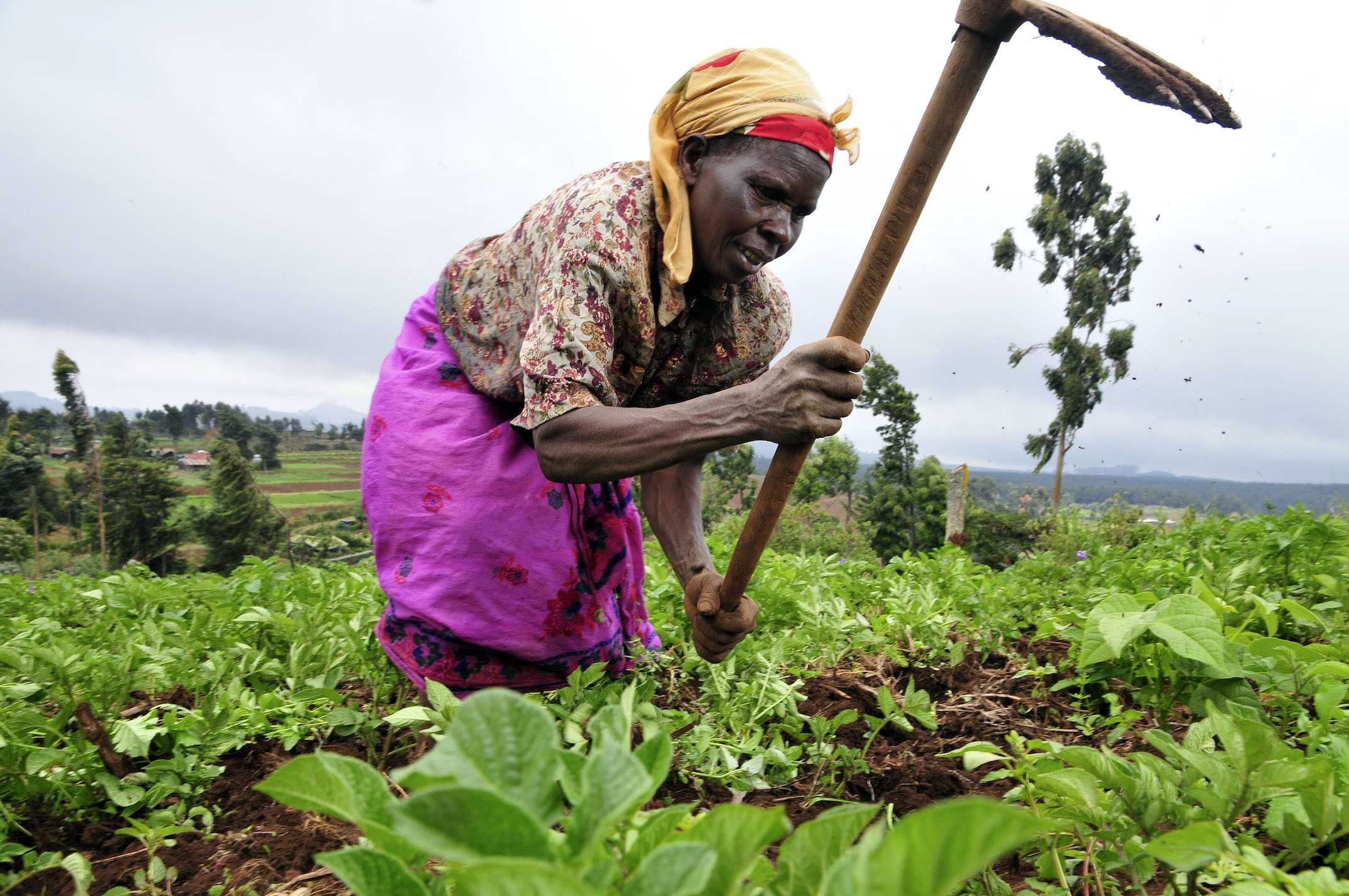 Ghana : l'agriculture, l'épine dorsale de toute économie