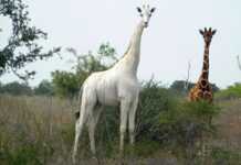 La seule girafe blanche au monde obtient un traceur GPS