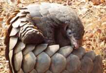 Pangolin