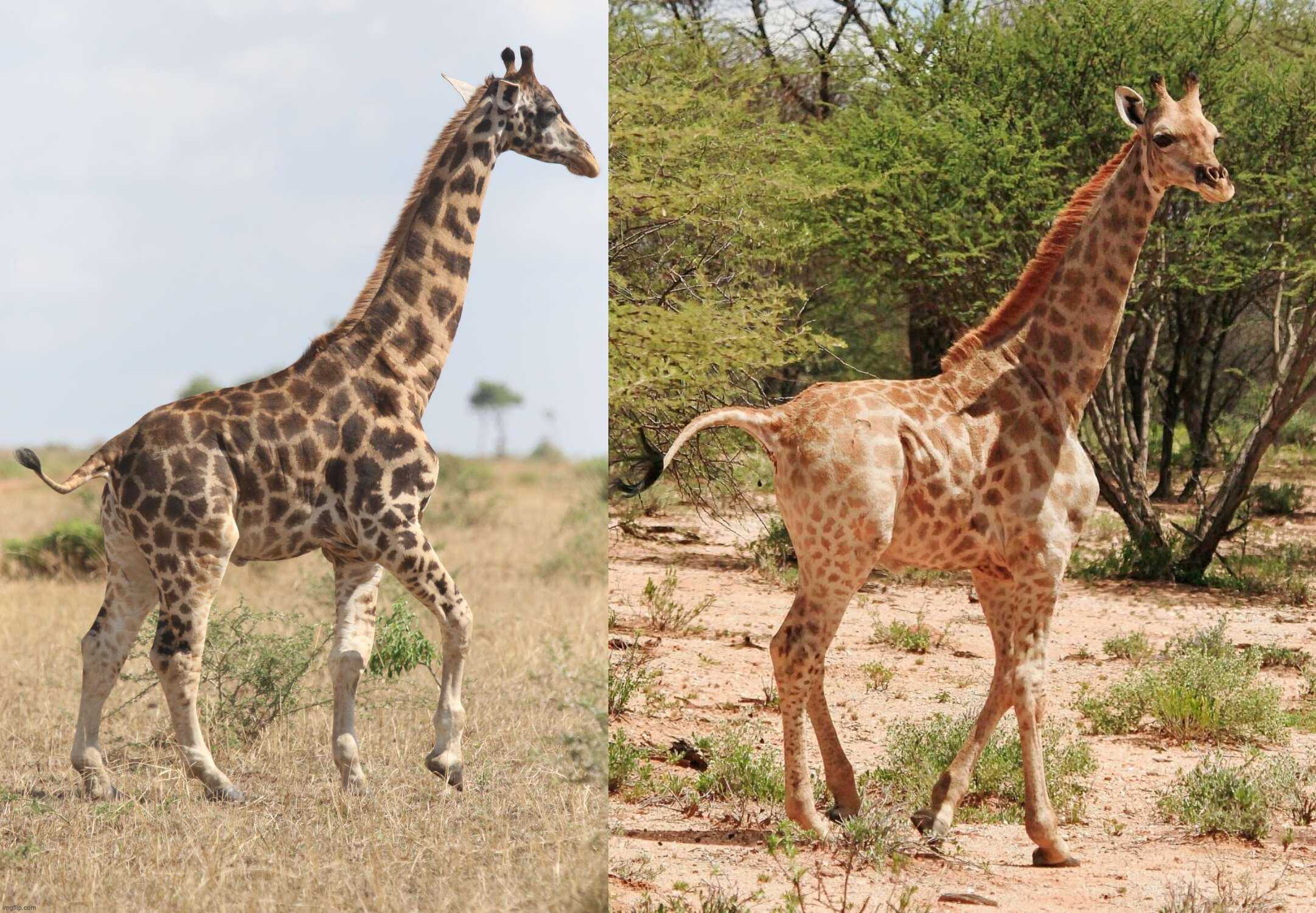 Découverte de deux girafes naines en Namibie et en Ouganda