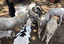 Moutons dans une foirail