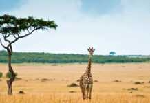 Une girafe dans la savane