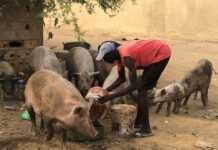 Les cochons prennent leur repas quotidien