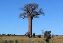 Un baobab