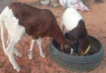 Elevage de petits ruminants à Dakar