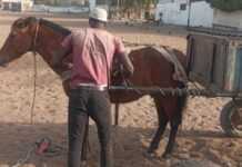 Aliou Ndiaye prépare son cheval