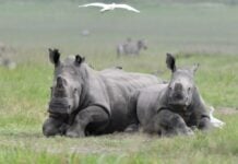 Des rhinocéros blancs