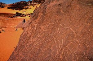 Elephant désert Algérie @Sébastien Cailleux