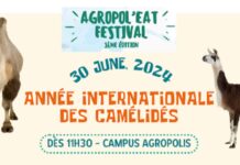 Montpellier célèbre les chameaux et dromadaires avec un événement unique le 30 juin 2024