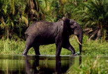 A la découverte de la République du Congo au fil de l’eau