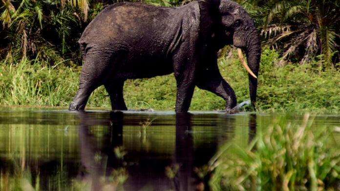 L'éléphant, roi de la forêt congolaise