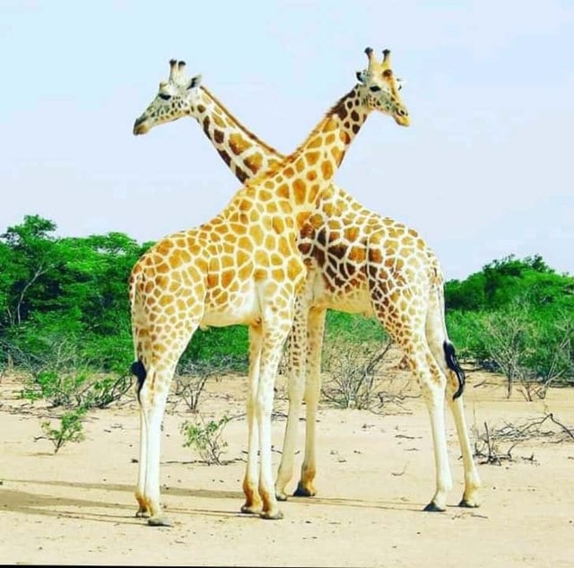 Girafe Parc W Niger 