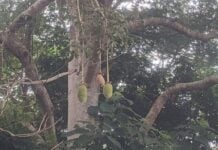 Pain de singe, fruit du baobab