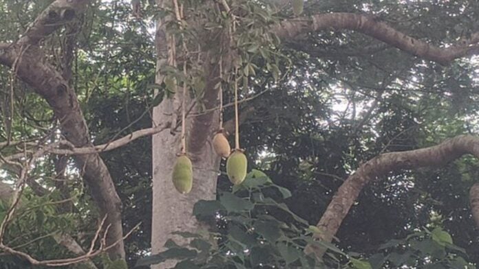 Pain de singe, fruit du baobab