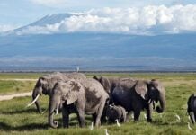 Éléphants dans le parc national d'Amboseli.