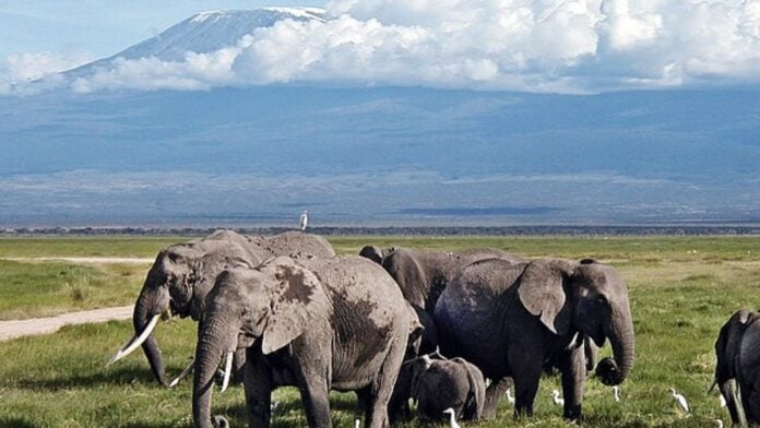 Éléphants dans le parc national d'Amboseli.