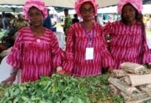 Exposition des feuilles de manioc