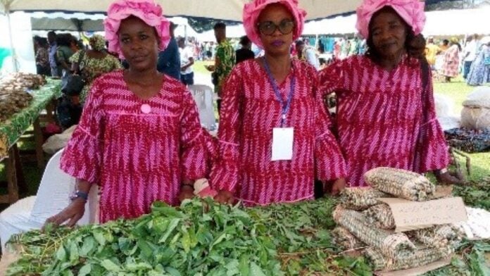 Exposition des feuilles de manioc