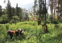 Arenguade, paradoxe d’un jardin éthiopien… à la française !