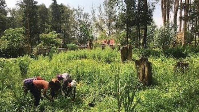 Le jardin Arenguade à Addis-Abeba